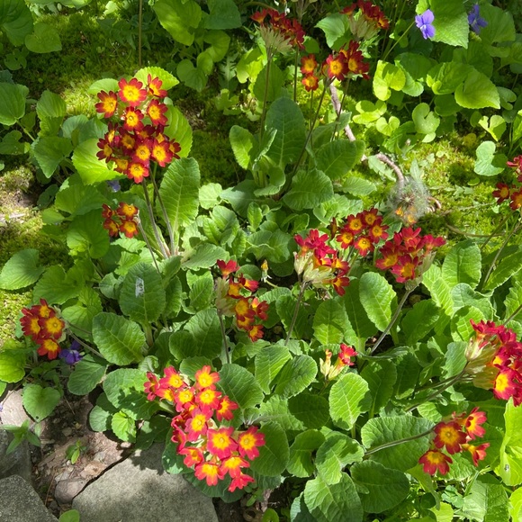 🤗💕Come visit my closet 💕🛍 - Picture 2 of 6